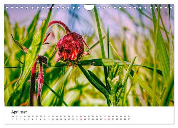 Produktbild: D&uuml;nenmomente - Ein Tag in den D&uuml;nen Nordj&uuml;tlands (Wandkalender 2027 DIN A4 quer), CALVENDO Monatskalender