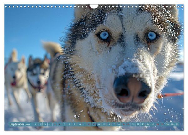 Produktbild: Schlittenhund Tr&auml;ume (Wandkalender 2026 DIN A3 quer), CALVENDO Monatskalender