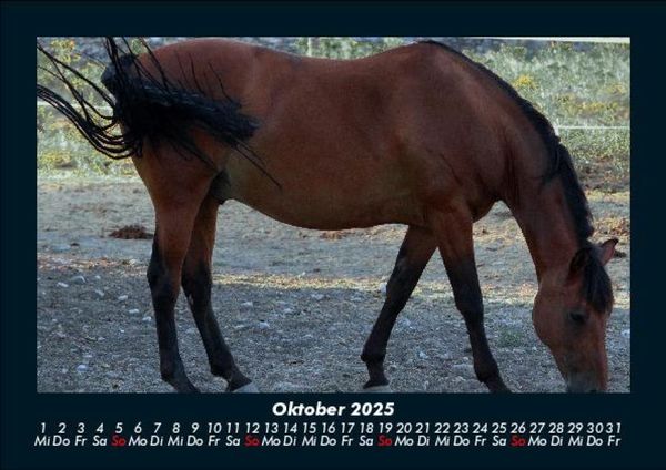 Produktbild: Pferde Kalender 2025 Fotokalender DIN A5