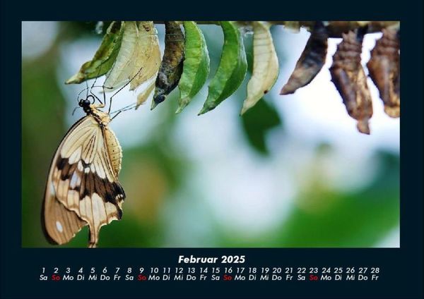 Produktbild: Bunte Pracht der Schmetterlinge 2025 Fotokalender DIN A4