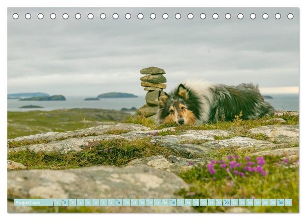 Produktbild: Highland-Collies - Auf vier Pfoten durch Schottland und Irland (Tischkalender 2026 DIN A5 quer), CALVENDO Monatskalender