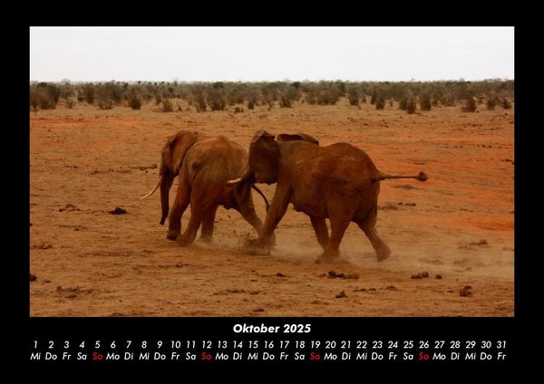 Produktbild: Elefanten 2025 Fotokalender DIN A3