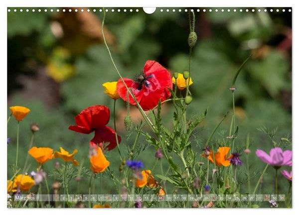 Produktbild: Mohn (Wandkalender 2026 DIN A3 quer), CALVENDO Monatskalender