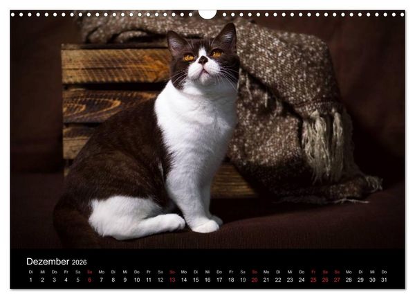 Produktbild: Schokoladige Britisch Kurzhaar Katzen (Wandkalender 2026 DIN A3 quer), CALVENDO Monatskalender