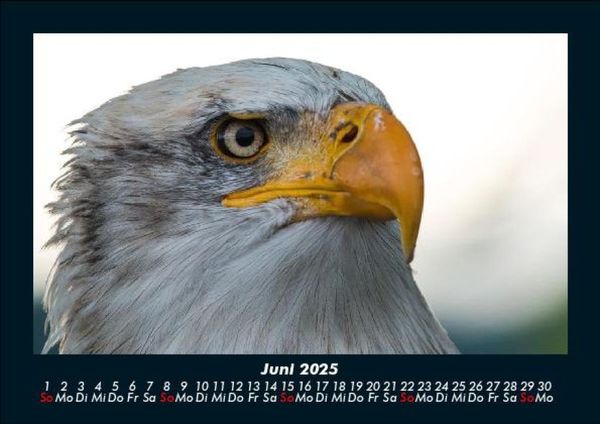 Produktbild: Adler 2025 Fotokalender DIN A5