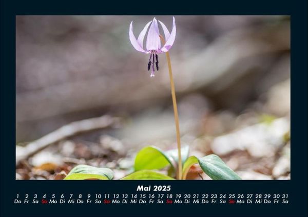 Produktbild: Blumenkalender 2025 Fotokalender DIN A4