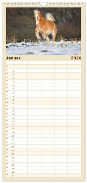 Produktbild: Familienplaner 2026 - Haflinger mit 5 Spalten (Wandkalender, 21 x 45 cm) CALVENDO