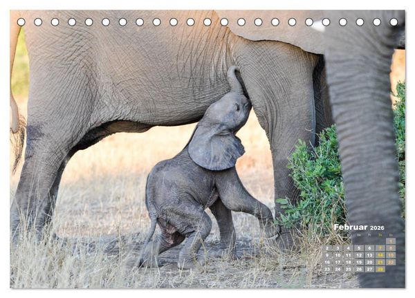 Produktbild: Babyelefanten (Tischkalender 2026 DIN A5 quer), CALVENDO Monatskalender