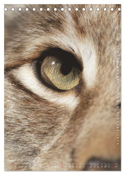 Produktbild: Luchs (Tischkalender 2026 DIN A5 hoch), CALVENDO Monatskalender