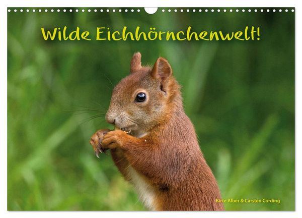 Produktbild: Wilde Eichh&ouml;rnchenwelt! (Wandkalender 2026 DIN A3 quer), CALVENDO Monatskalender