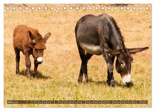 Produktbild: Liebenswerte Langohren - Die Sch&ouml;nheit der Esel (Tischkalender 2026 DIN A5 quer), CALVENDO Monatskalender