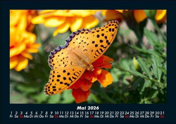 Produktbild: Bunte Pracht der Schmetterlinge 2026 Fotokalender DIN A5