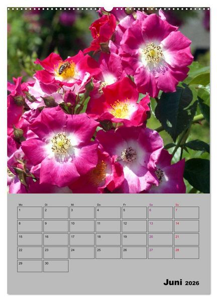 Produktbild: Rosen - Symbol der Liebe und Verehrung (Wandkalender 2026 DIN A2 hoch), CALVENDO Monatskalender