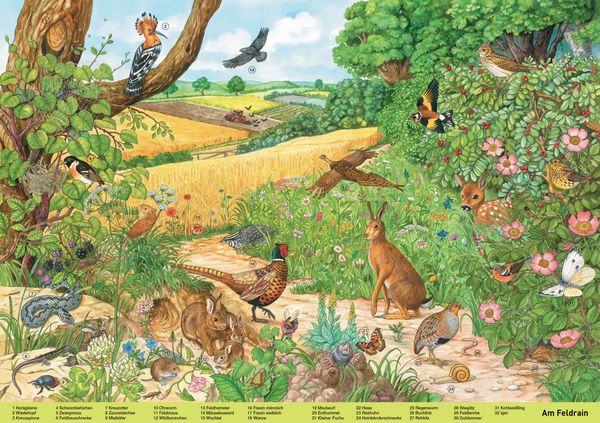 Produktbild: Mein gro&szlig;es Wimmelbuch Tiere