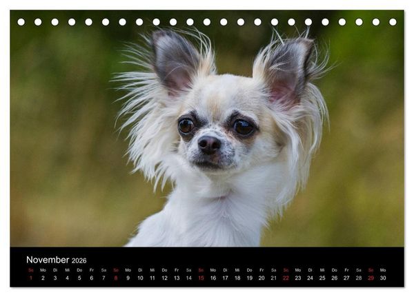 Produktbild: Chihuahua - Kleine Hunde ganz gro&szlig; (Tischkalender 2026 DIN A5 quer), CALVENDO Monatskalender