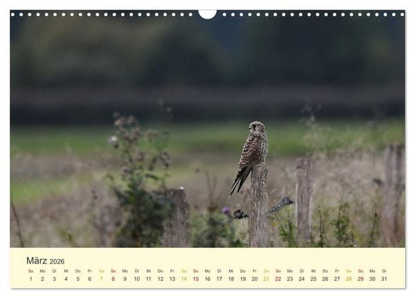 Produktbild: Im Revier der Falken (Wandkalender 2026 DIN A3 quer), CALVENDO Monatskalender