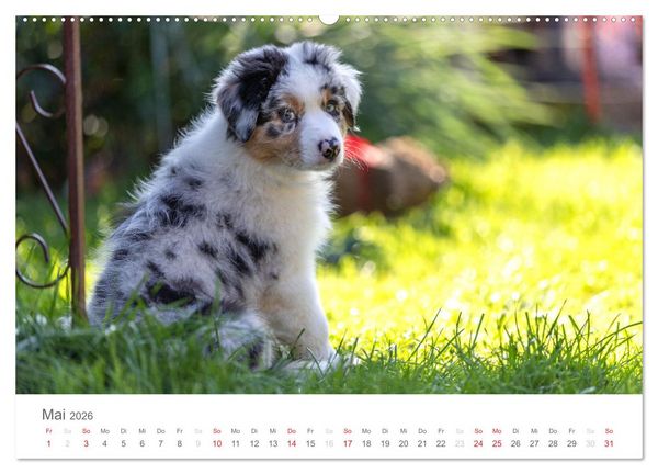 Produktbild: Australian Shepherd 2026 (Wandkalender 2026 DIN A2 quer), CALVENDO Monatskalender