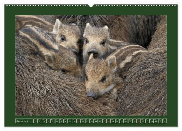 Produktbild: Schweinkram - Die Wildschweine sind los (hochwertiger Premium Wandkalender 2026 DIN A2 quer), Kunstdruck in Hochglanz