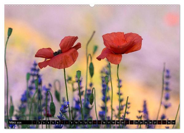 Produktbild: Provence im Rausch der Farben (Wandkalender 2026 DIN A2 quer), CALVENDO Monatskalender
