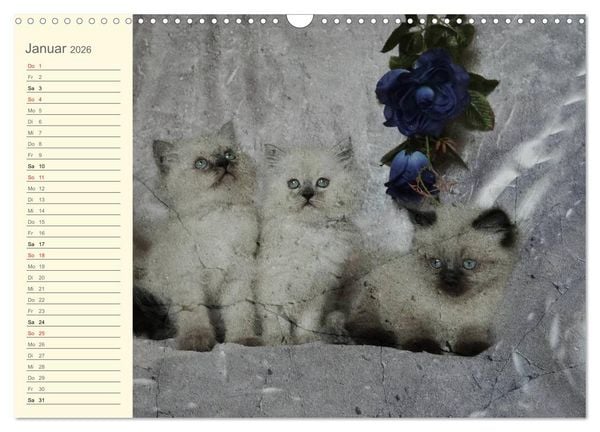 Produktbild: Oma's Katzenkalender 2026 (Wandkalender 2026 DIN A3 quer), CALVENDO Monatskalender