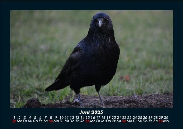 Produktbild: Vogelparadies 2025 Fotokalender DIN A5