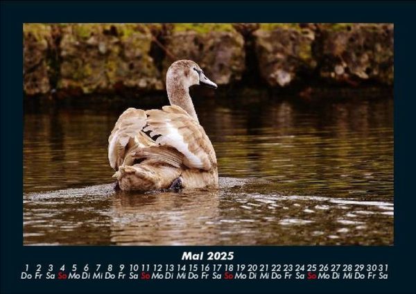 Produktbild: Tierkalender 2025 Fotokalender DIN A5