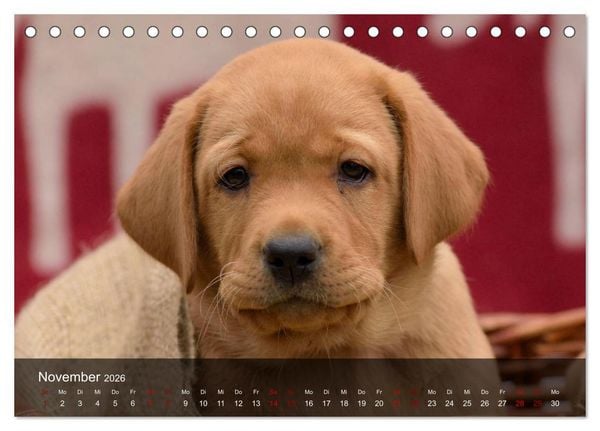 Produktbild: Labrador Retriever Welpen (Tischkalender 2026 DIN A5 quer), CALVENDO Monatskalender