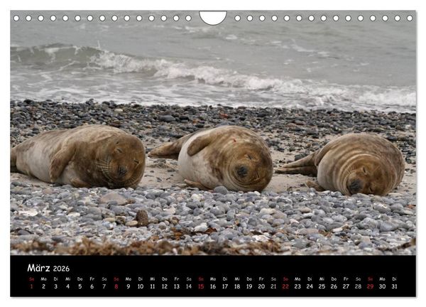 Produktbild: Kegelrobben und Seehunde (Wandkalender 2026 DIN A4 quer), CALVENDO Monatskalender