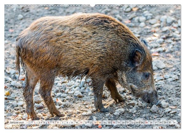 Produktbild: Wildschweine - Im Schatten des Waldes (hochwertiger Premium Wandkalender 2026 DIN A2 quer), Kunstdruck in Hochglanz