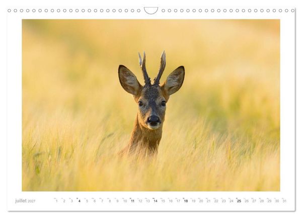 Produktbild: Un an avec des chevreuils (Calendrier mural 2027 DIN A3 vertical), CALVENDO calendrier mensuel