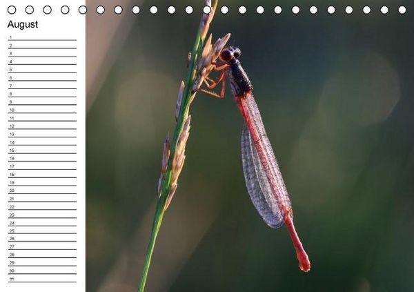 Produktbild: Libellen Geburtstagskalender (Tischkalender immerw&auml;hrend DIN A5 quer)