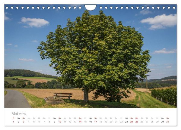 Produktbild: Wundersch&ouml;ne B&auml;ume im Sauerland (Wandkalender 2026 DIN A4 quer), CALVENDO Monatskalender