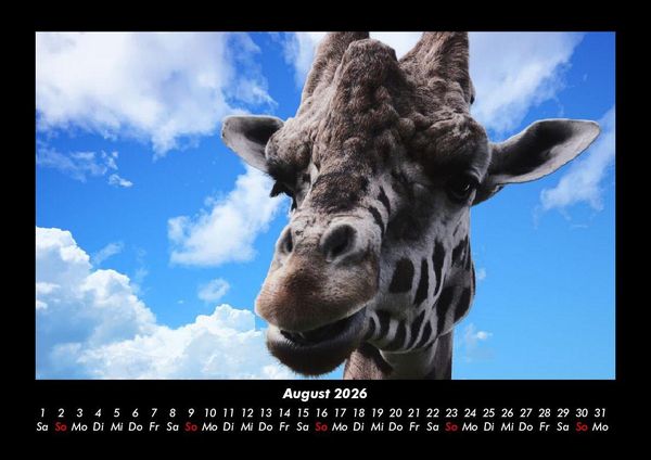 Produktbild: Giraffen 2026 Fotokalender DIN A3