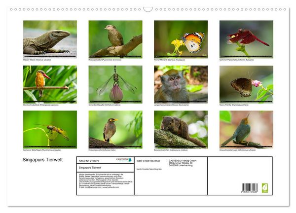 Produktbild: Singapurs Tierwelt (Wandkalender 2026 DIN A2 quer), CALVENDO Monatskalender