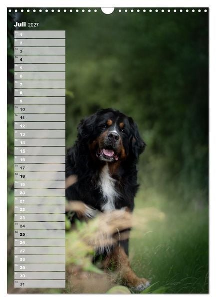 Produktbild: Berner Sennenhunde im Laufe der Jahreszeiten (Wandkalender 2027 DIN A3 hoch), CALVENDO Monatskalender