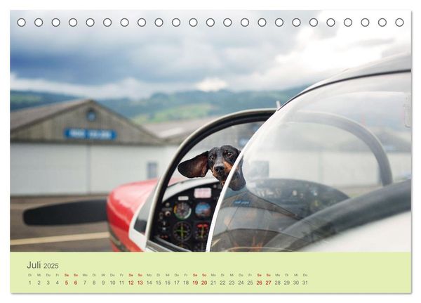 Dackel unterwegs (Tischkalender 2025 DIN A5 quer), CALVENDO Monatskalender
