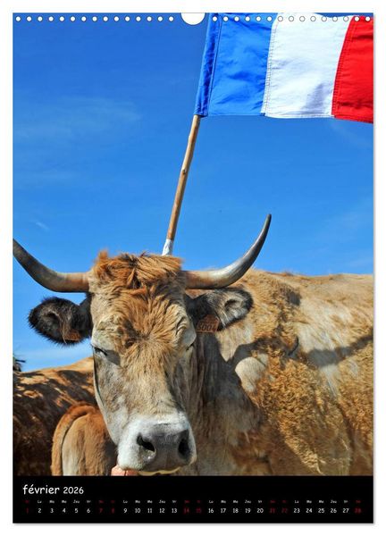 Produktbild: Vaches d'Aubrac (Calendrier mural 2026 DIN A3 horizontal), CALVENDO calendrier mensuel