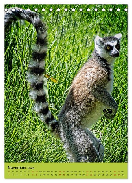 Produktbild: Adorable lemurs (Desk Calendar 2026 DIN A5 portrait), CALVENDO 12 Month DeskCalendar