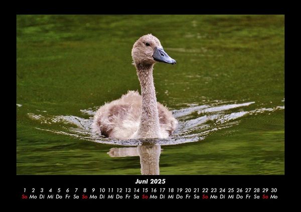 Produktbild: Welt der V&ouml;gel 2025 Fotokalender DIN A3