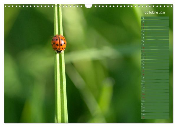 Produktbild: Coccinelles rouges &agrave; points noirs (Calendrier mural 2026 DIN A3 vertical), CALVENDO calendrier mensuel
