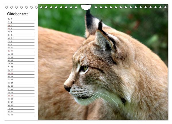 Produktbild: Der Luchs - Der J&auml;ger auf leisen Pfoten (Wandkalender 2026 DIN A4 quer), CALVENDO Monatskalender