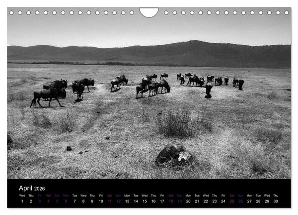 Produktbild: East Africa - Tanzania and Kenya / UK-Version (Wall Calendar 2026 DIN A4 landscape), CALVENDO 12 Month Wall Calendar