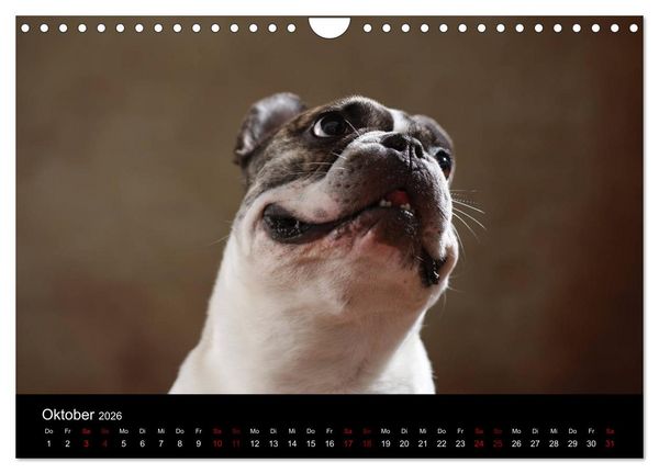 Produktbild: Charme auf vier Pfoten - Franz&ouml;sische Bulldoggen Portraits (Wandkalender 2026 DIN A4 quer), CALVENDO Monatskalender