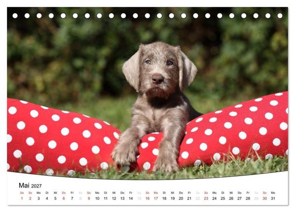 Produktbild: Welpen - Puppies (Tischkalender 2027 DIN A5 quer), CALVENDO Monatskalender