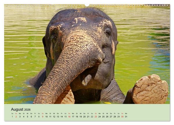 Produktbild: Elefanten. Badespa&szlig; am Strand (Wandkalender 2026 DIN A2 quer), CALVENDO Monatskalender