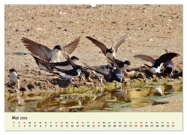 Produktbild: Faszination Zugv&ouml;gel - Rekorde in der Vogelwelt (Wandkalender 2026 DIN A2 quer), CALVENDO Monatskalender
