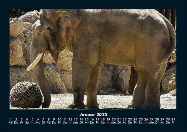 Produktbild: Elefanten - Die sanften Riesen Afrikas 2025 Fotokalender DIN A4