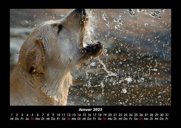 Produktbild: Der Hundekalender 2025 Fotokalender DIN A3