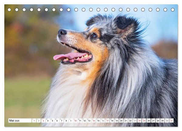 Produktbild: H&uuml;tehund der Shetland Inseln - Shetland Sheepdog (Tischkalender 2026 DIN A5 quer), CALVENDO Monatskalender