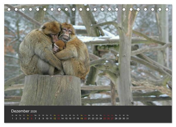 Produktbild: Tierpark-Gera (Tischkalender 2026 DIN A5 quer), CALVENDO Monatskalender